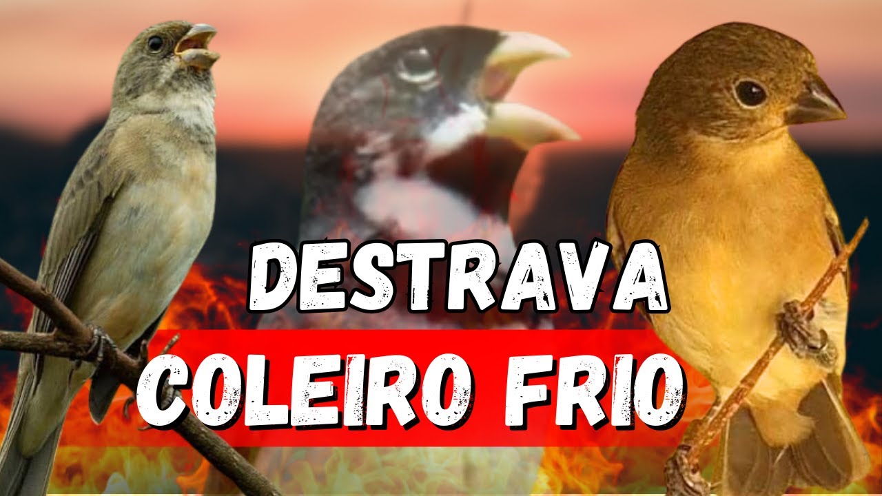 DESTRAVE SEU COLEIRO TUÍ-TUÍ ESQUENTAR COLEIRO TUÍ-TUÍ COM COLEIRO TUÍ-TUÍ E FÊMEA CHAMNDO ESQUENTAR