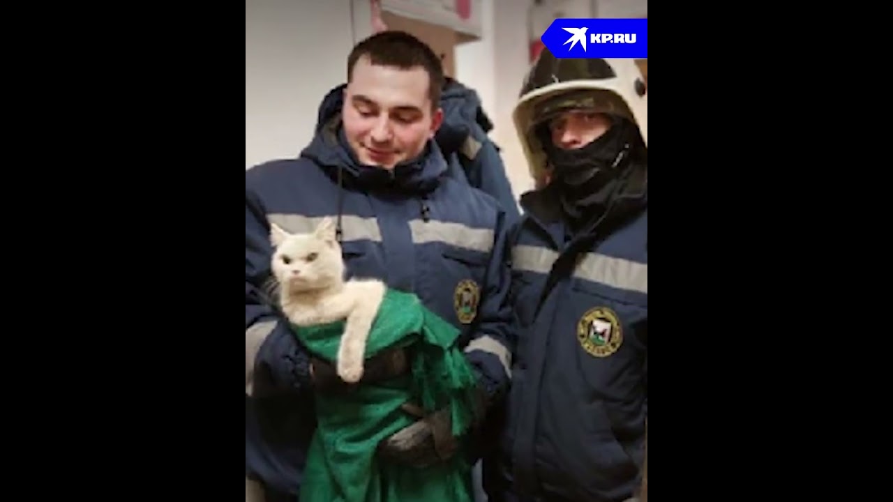 Недовольного кота вызволили из вентиляции детского сада в Иркутске