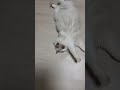 Вау рим