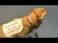 First Vlog Ever! Featuring Ruca the Task-Trained Service Dog 🐕🦺🦮