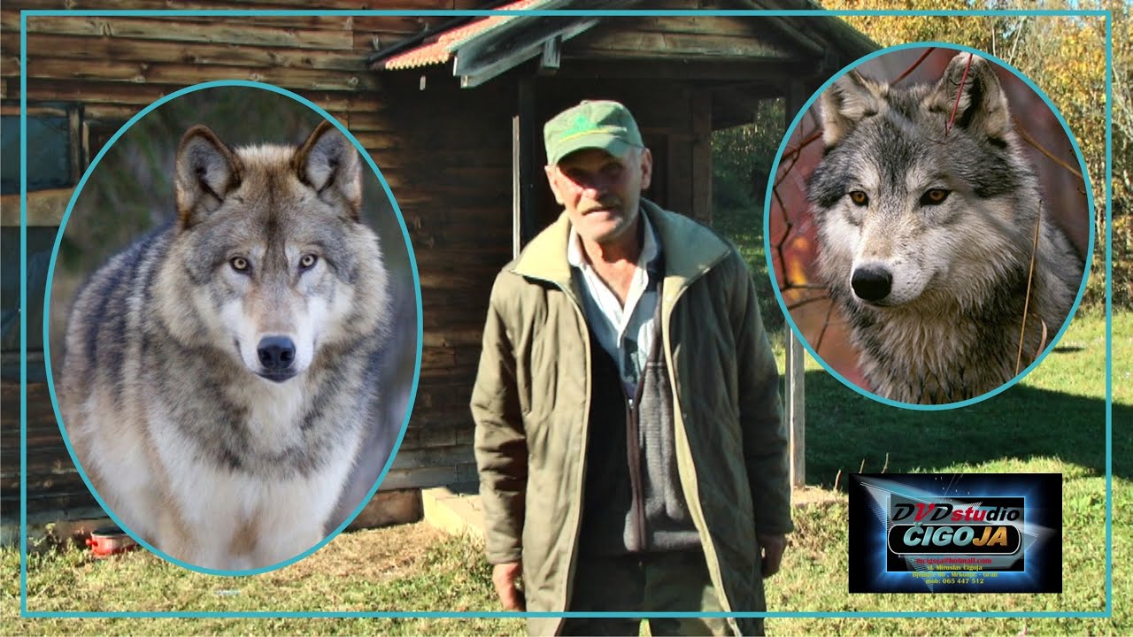 - ODGAJAO VUKOVE I ZIVIO SA NJIMA CEDO VUK IZ SIPOVA 2020 man and wolf