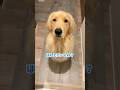 銃刀法違反 #ゴールデンレトリバー #大型犬