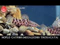 Megalechis thoracata the unique hoplo catfish leopard aquatic b089a