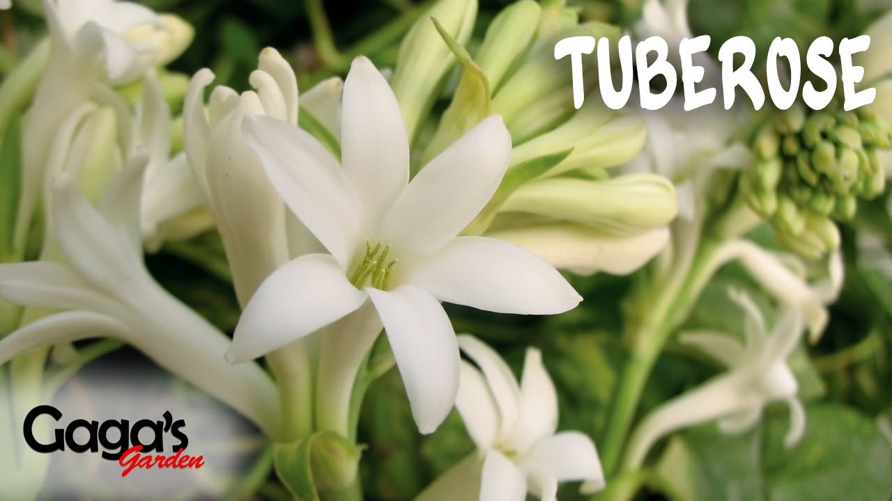 How to Grow and Care Tuberose Bulb (With Updates) Rajnigandha