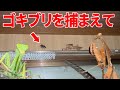 新居に出たゴキブリの退治をカマキリに再び任せた結果