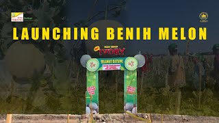 Download Lagu New IVORY - BENIH MELON TERBARU DARI PERTIWI | 081229133863 MP3