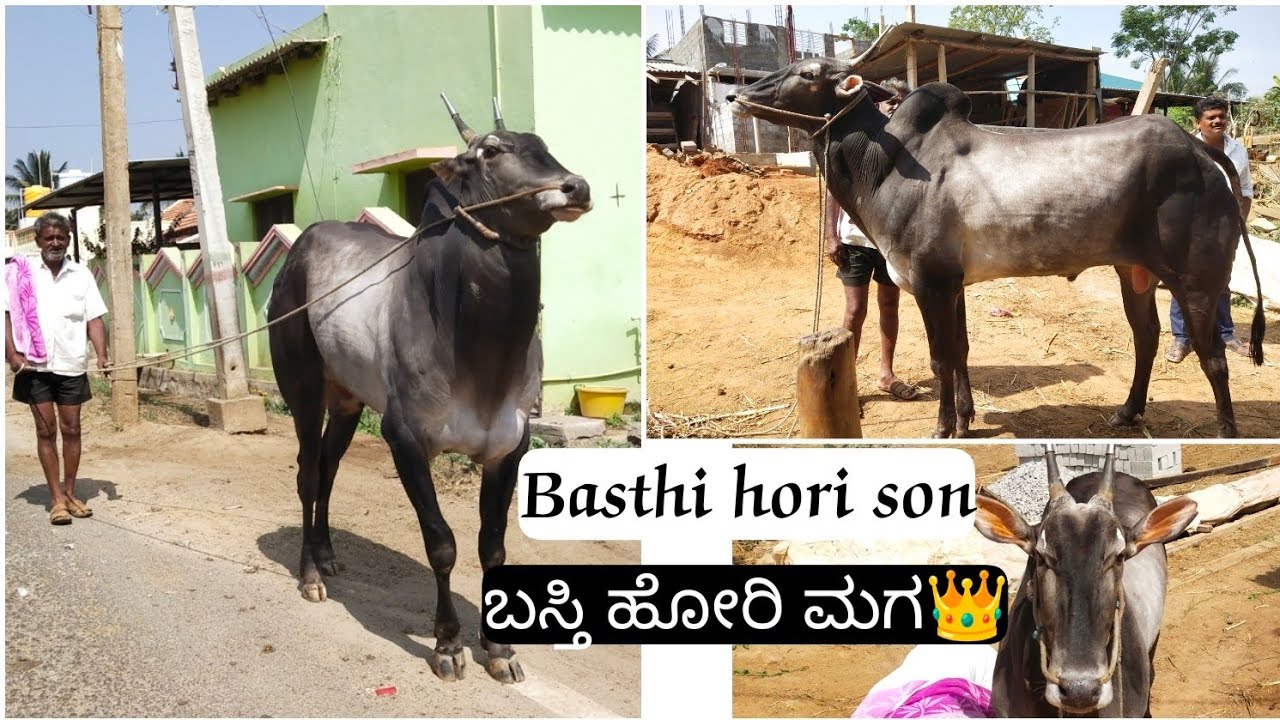 Basti Hori👑 Son  Belongs to Rajanna from Rampura