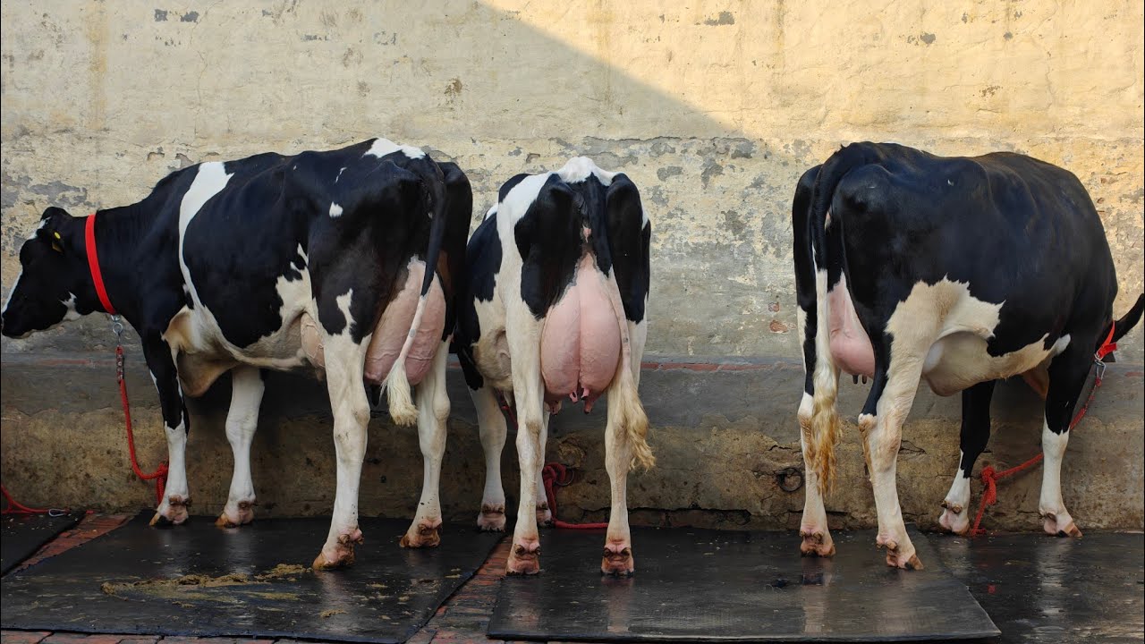 4 Cows for sale, 4 ਗਾਵਾਂ ਵਿਕਾਊ 