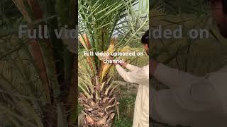 Date palm hand pollination کجھور کی زیرگی کرنے کا مکمل طریقہ #villagelife #datepalm #farming screenshot 5