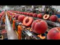 Inside the Massive Apricot Jam Factory: From Fresh Fruit to Sweet Spread (Full Process)