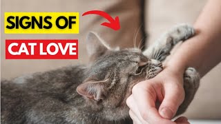20 Hidden Signs That Your Cat Loves You But You Don't Know by Cat Cherish 12,966 views 1 month ago 8 minutes, 12 seconds
