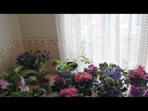 Video: Ageratum Bitki Problemləri: Ümumi Ageratum Problemlərinin aradan qaldırılması