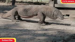 Is it safe to touch a Komodo dragon video