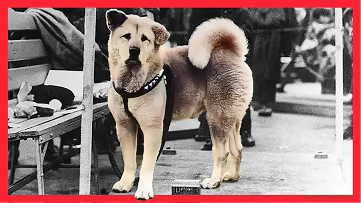 Unwavering Loyalty || The Story of the Most Faithful Dog "Hachiko"
