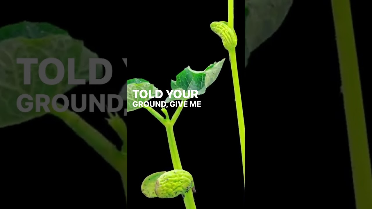 The Word of God is seed, the heart of man is the ground