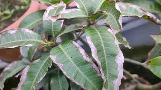 আম পাতা পোড়া রোগ থেকে চিরতরে মুক্তি  । How to prevent burning leaf problem in mango plant.