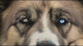 HARVEY MIX BREED  #dog #dogs #pets #fypシ #fypシ゚viral 