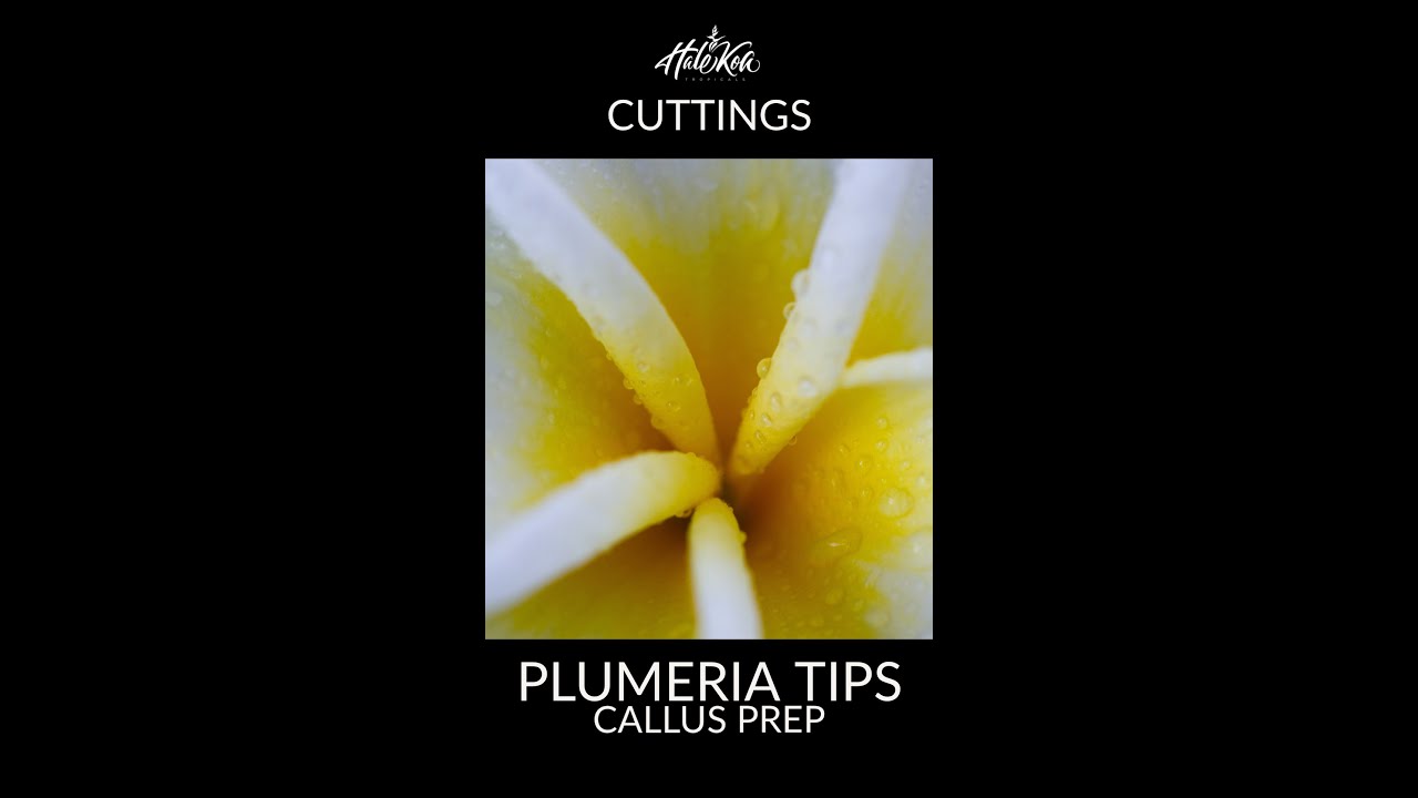 How to prepare a plumeria cutting for callus development.