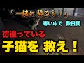 【保護猫】「一緒に帰ろう!」寒い中で 数日間 彷徨っている子猫を救え!【元野良猫】 【元捨て猫】 #猫 #cat #保護猫活動 #地域猫 #保護猫 #子猫 #catrescue #rescuecat