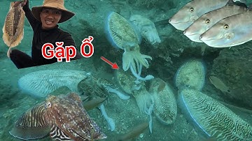 10 NĂM LẶN BIỂN LẦN ĐẦU TIÊN MỚI THẤY ĐƯỢC MỘT Ổ MỰC NANG KHỔNG LỒ -TRỤ VỀ  GỐC TRÀ LÂU NĂM