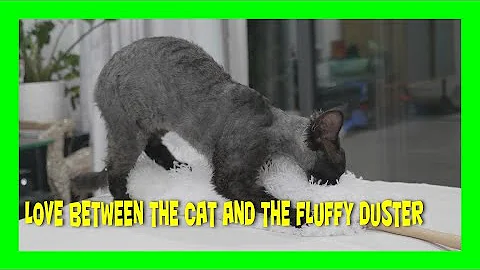 Video 2522001: devon rex cat, devon rex love, cat loving fluffy, cat live lovely