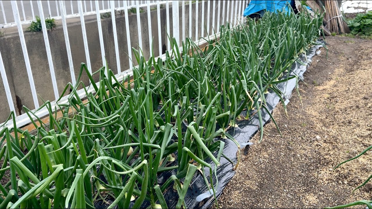 Onions] Essential Tasks for April: What Is the Important Step