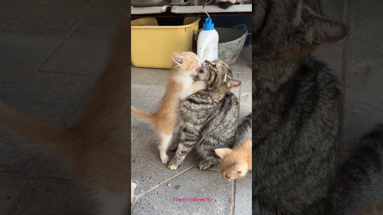 cute baby kittens drinking milk 🍼 