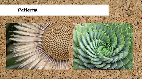 Crosscutting Concepts Video