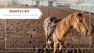 Introducing a Horse to the Snaffle Bit