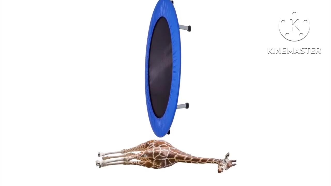 A trampoline jumping on a giraffe - YouTube