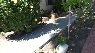 Actress Sally Kellerman Former Home Los Angeles California April 4, 2026