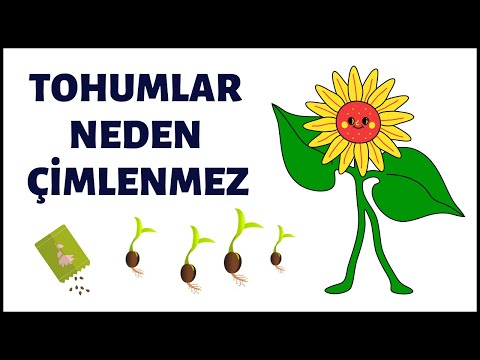 Video: Eski tohumlar neden çimlenmiyor?