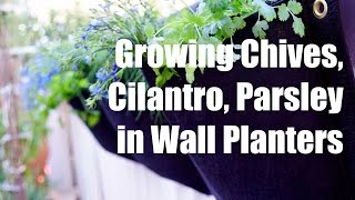 Growing Your Fall Garden #4 -Growing Herbs - Chives, Cilantro, Parsley - in a Wall Planter Container