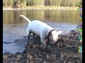 Conan. A Bull Terrier with lots of ideas.