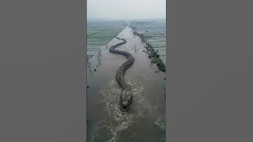 Drone Films Massive Serpent in Flooded Chinese Farmland