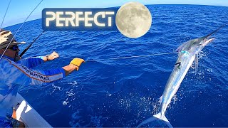 Cairns Black Marlin - Perfect Moon - Perfect Weather - Marlin Everywhere...