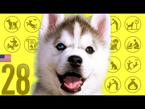 Video: Pakaian, Kontrol Kelahiran & Krim Rektal: Apa Anjing Anda Makan Mungkin Mengejutkan Anda