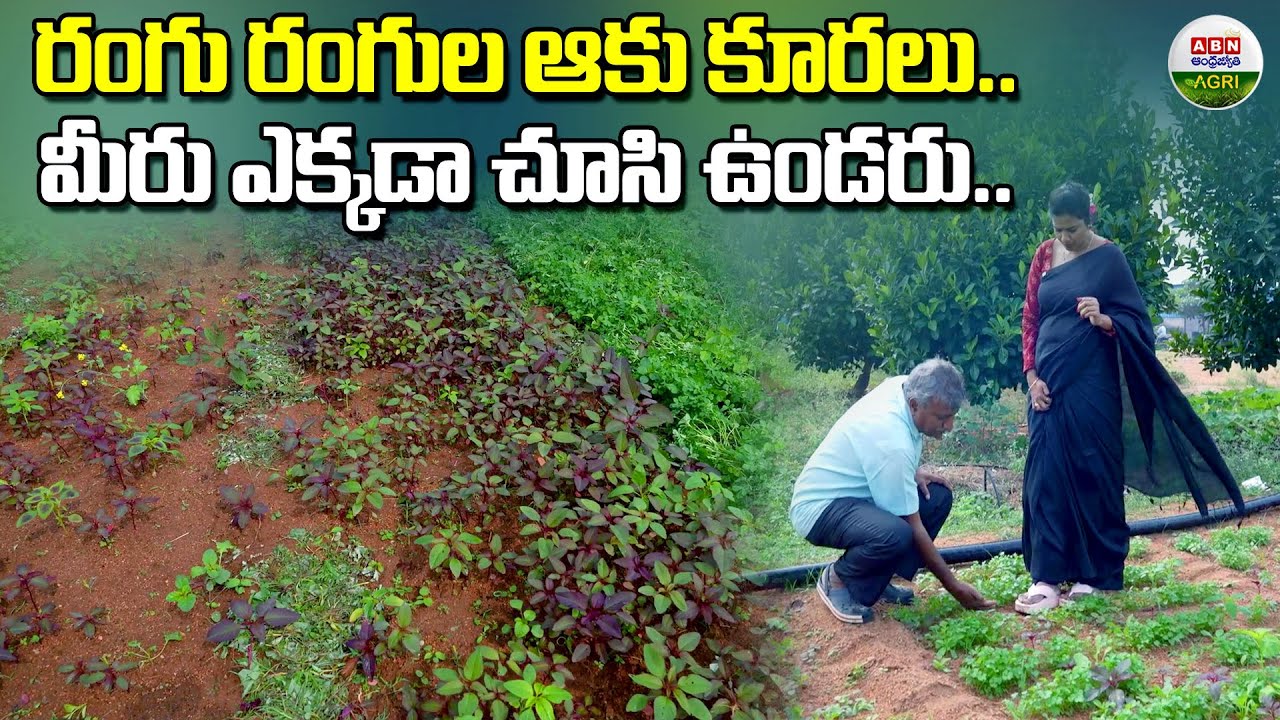 ఇటువంటి ఆకు కూరలను మీరెప్పుడు చూసుండరు|You've never seen such leafy greens anywhere-ABN Agri