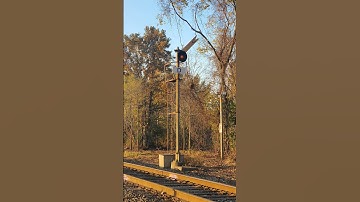 RARE Semaphore Signal!! #railfans #freighttrain #shorts #youtubeshorts