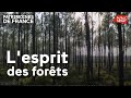 Documentaire : L'esprit des forêts