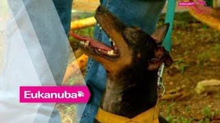 Cane Toads hunted by Manchester Terrier | Part 1 | Extraordinary Dogs