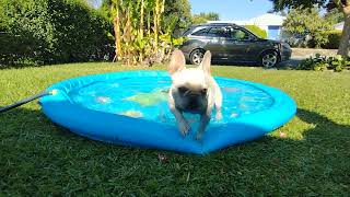 Check & Barbie Enjoying Pool Time!!! Frenchie's Love Water #frenchies #subscribe #newvideo #lovedog by kingtownfrenchies 36 views 1 year ago 1 minute, 50 seconds