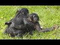 Surprising Truth About Chimpanzee Mating Behavior image