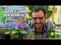 Como guardar o cheiro das plantas