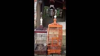 Burung Kemladean (Cabean) Tarung Gacor Suara Seperti Di Alam