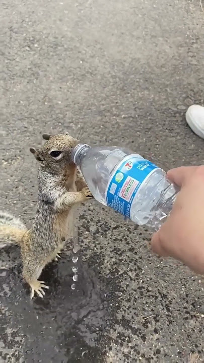 Thirsty Squirrel Begs For Water From Human 💧💦