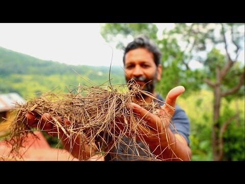 India: The Power of Pine Needles