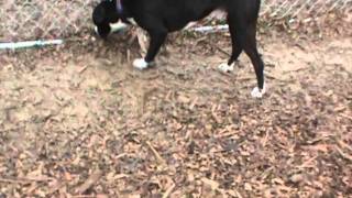 Duke--Great Dane/Boxer Mix