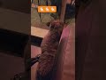 #cat #catlovers  she saw what?