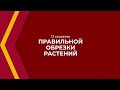 Онлайн курс обучения «Садоводство» - 12 секретов правильной обрезки растений